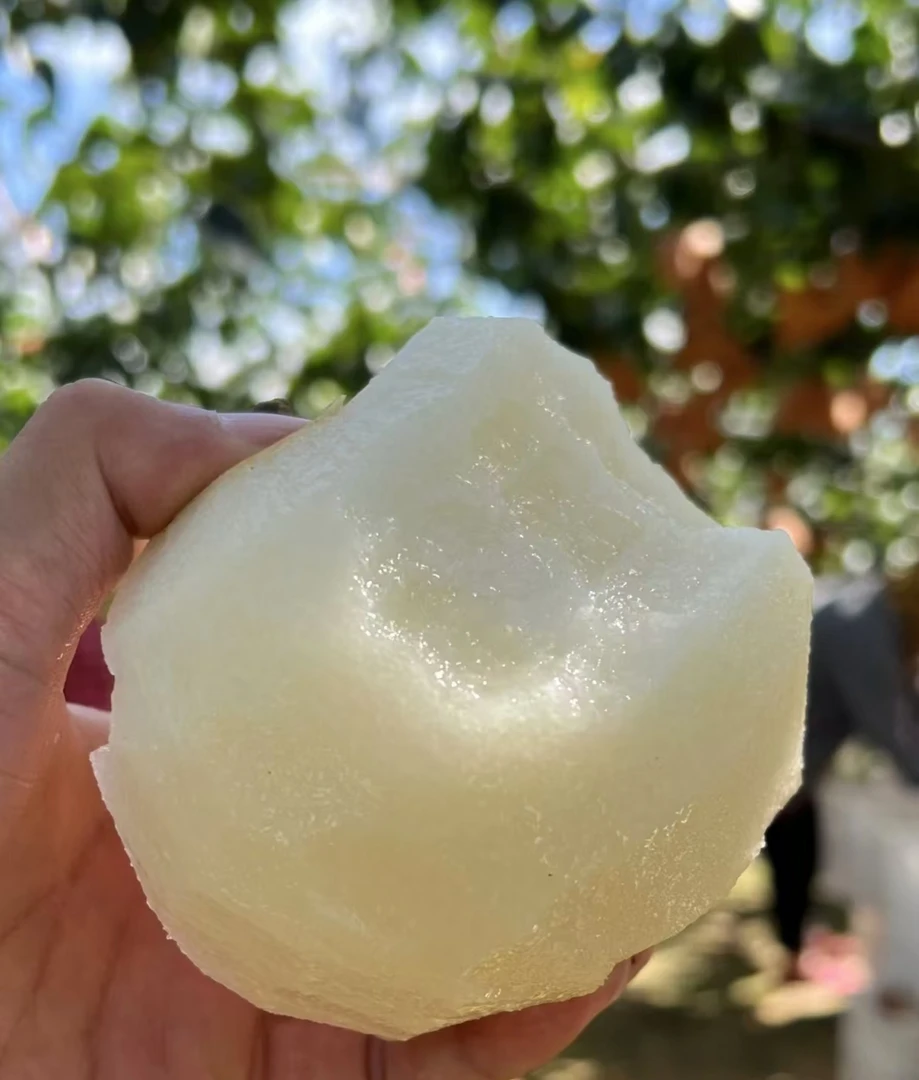 正宗秋月梨冰糖梨子真秋月新鲜水果脆甜应季产地直发礼盒香甜细腻