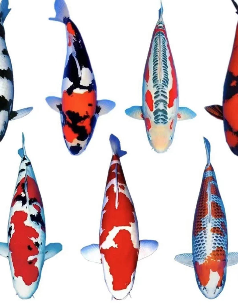 大体锦鲤观赏鱼红白大正昭和御三家好养耐血统正混养养鱼饲养发货