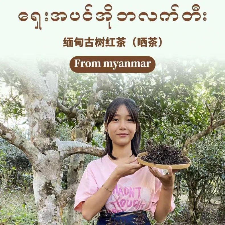 2025生态古树(红茶)