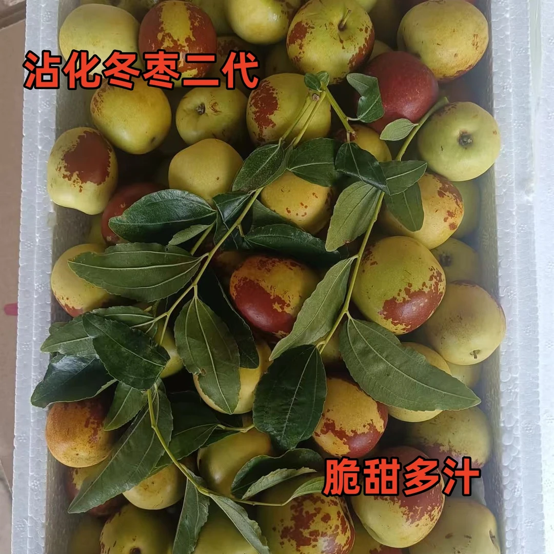 【沾化冬枣二代】冰糖冬枣5斤装现脆甜冬枣孕妇新鲜应季水果