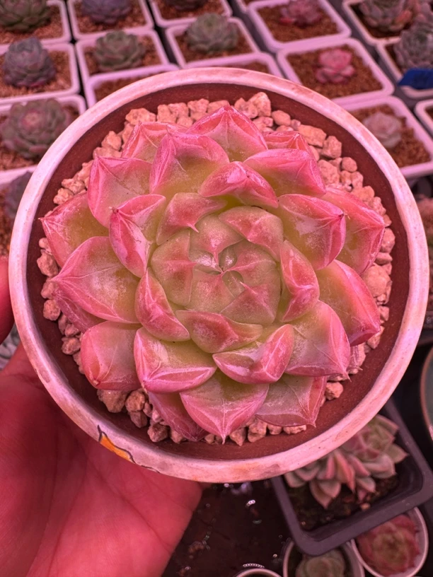 钻石珍妮多肉一物一拍