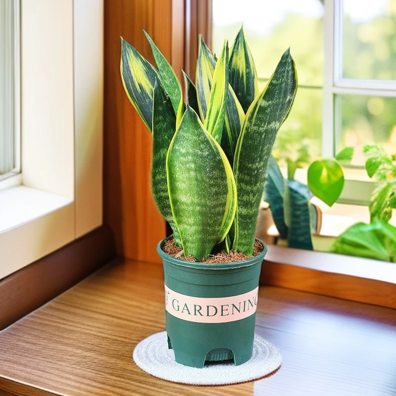 3棵金边虎皮兰矮脚室内盆栽盆景办公室防辐射多肉植物好养客厅