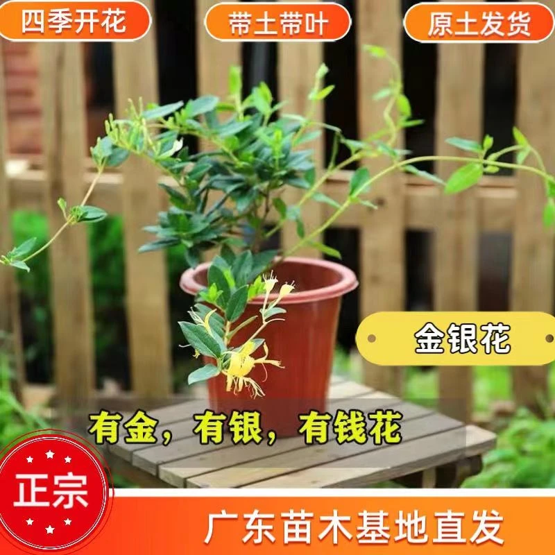 四季金银花树苗盆栽地栽可食用泡茶耐寒植物阳台四季开花绿植花卉