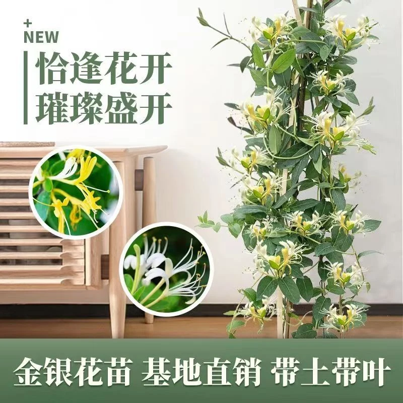 可食用金银花树苗浓香四季开花卉盆栽阳台庭院爬藤植物老桩带花苞