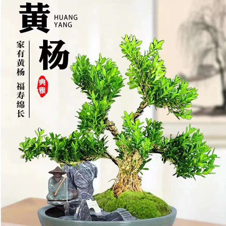 广东雀舌皱皮黄杨盆景四季常青正宗小叶黄杨易活定型高档名贵老苗