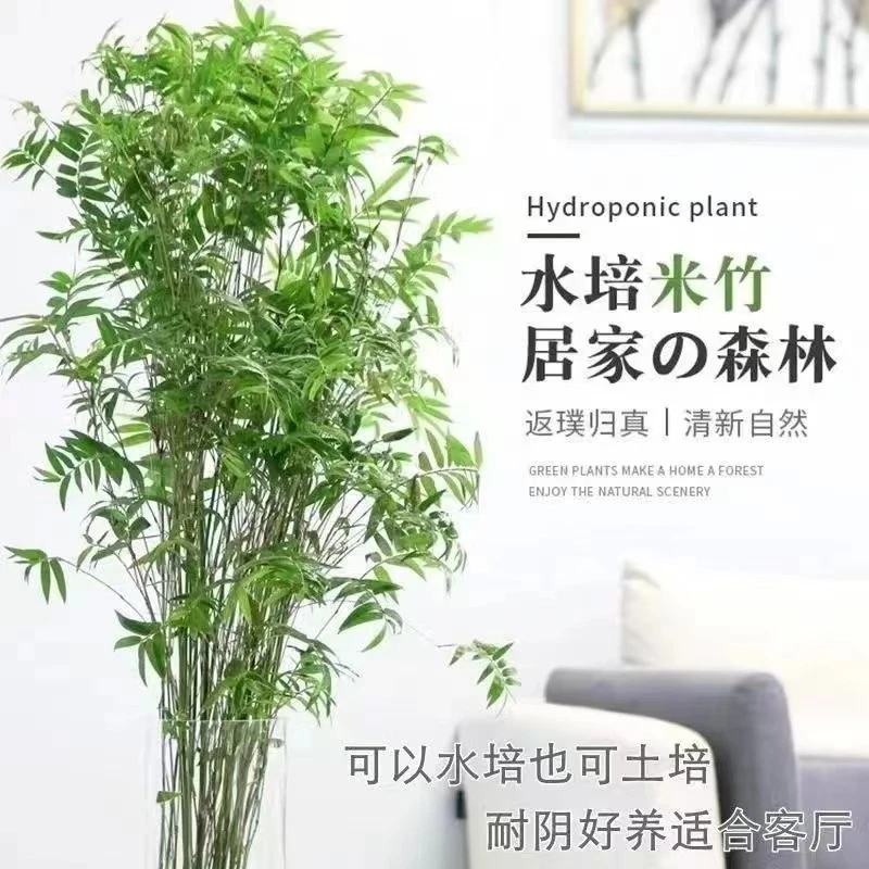 水培米竹室内外水养植物翡翠观音竹富贵竹凤尾竹客厅懒人高档绿植