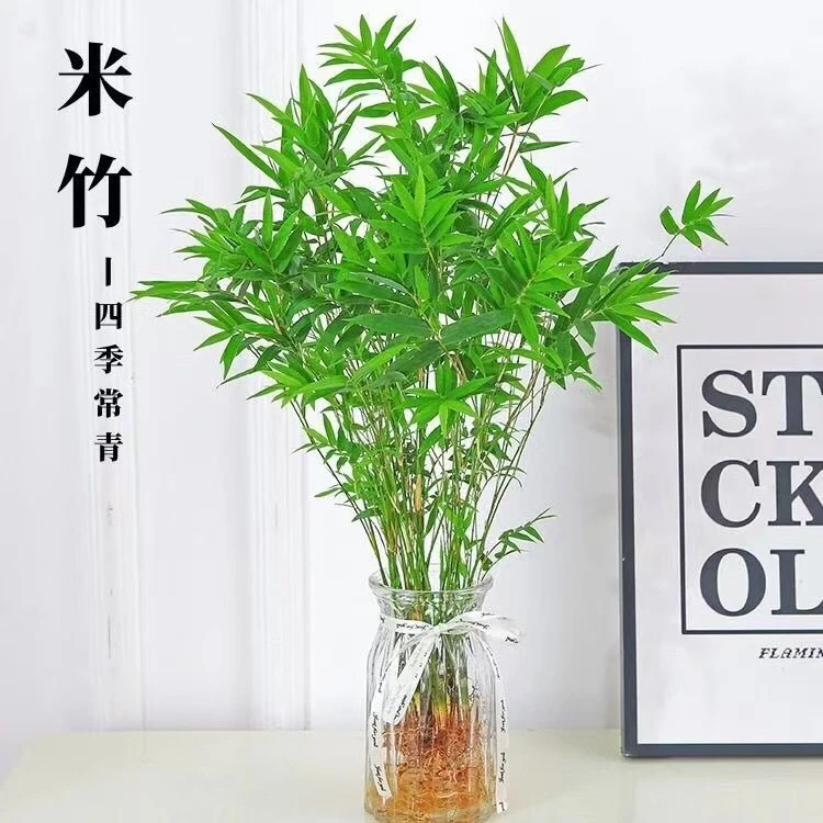 水培米竹盆栽造景土栽竹子苗凤尾竹室内绿植观赏竹子庭院盆景植物