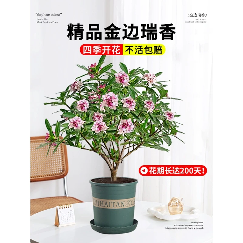 【花匠】金边瑞香盆栽庭院浓香型花期内带花苞室内客厅阳台耐寒四季