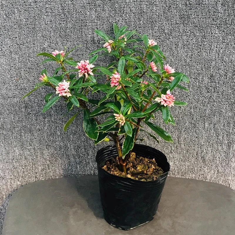 【金边瑞香】盆栽庭院浓香型花期内带花苞室内客厅阳台耐寒四季