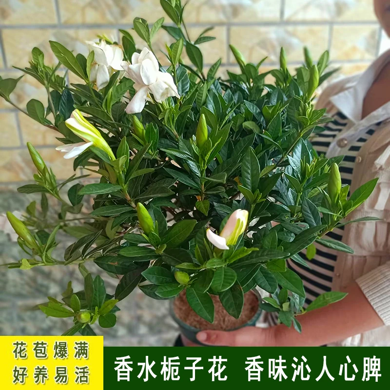 栀子花盆栽花卉植物室内带花苞阳台桌面绿植浓香型树苗四季好养