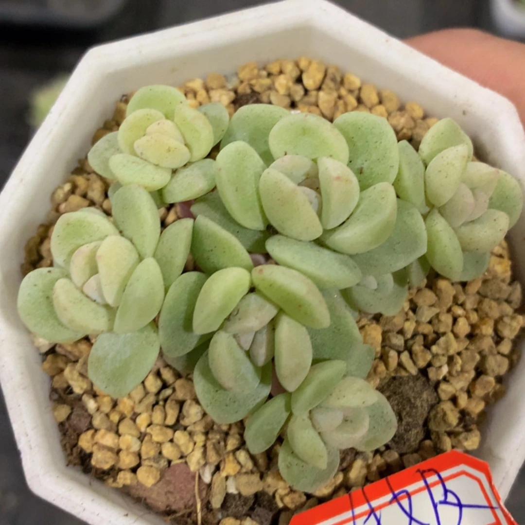 【闪购商品】）好活活泼泼ghb