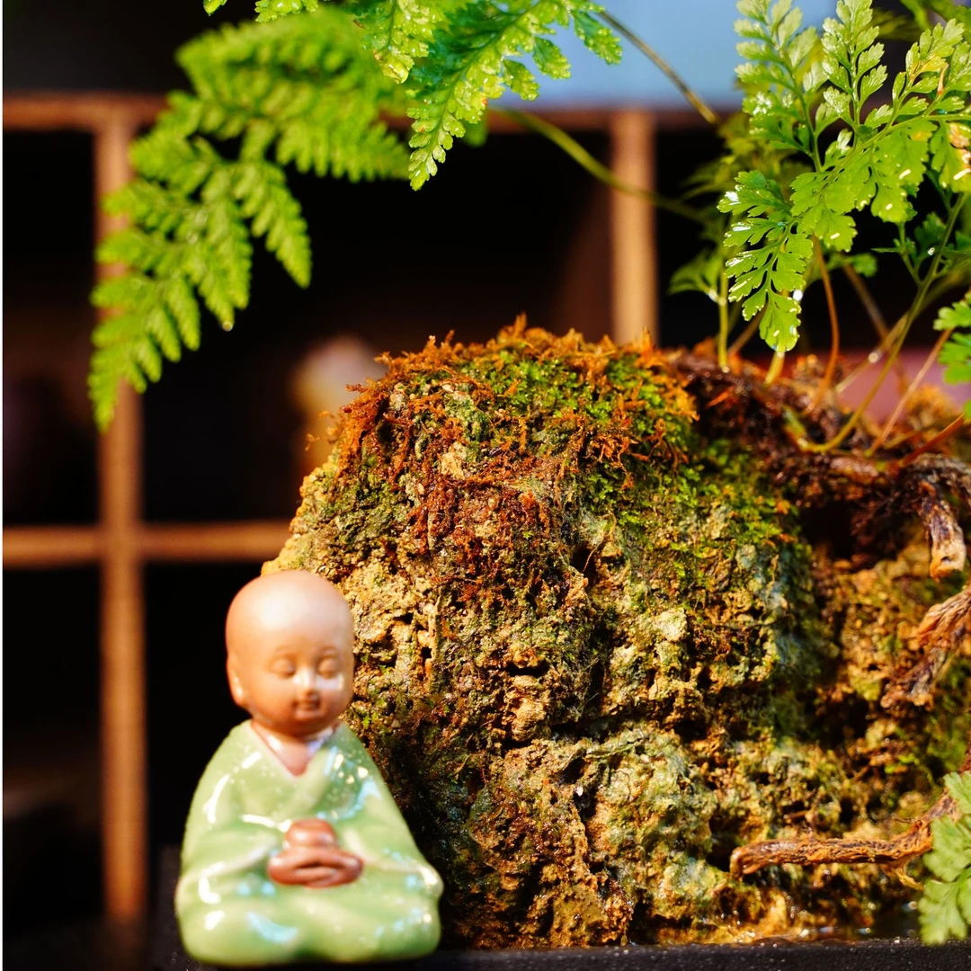 吸水石原石微景观桌面水培绿植茶台案几直播间一物一拍