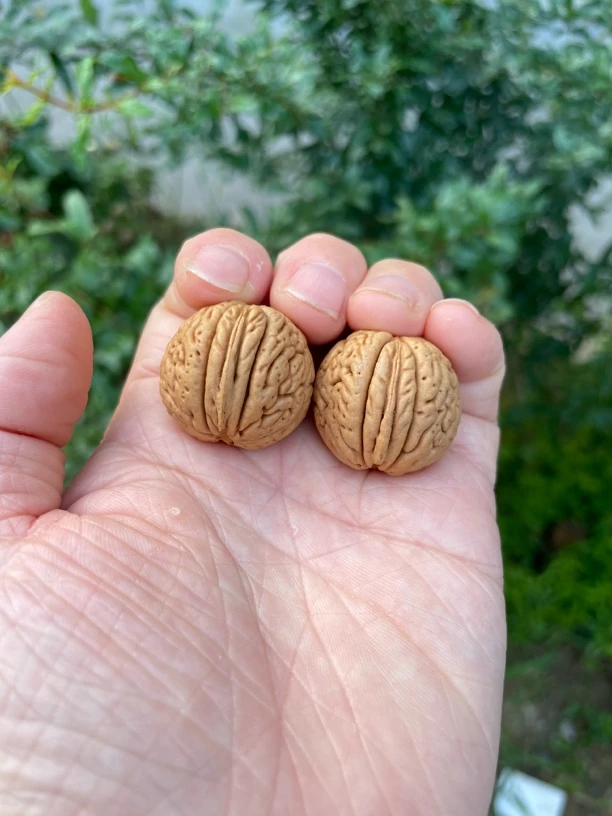 桃核精配对手捻密如磐石油性十足25➕mm