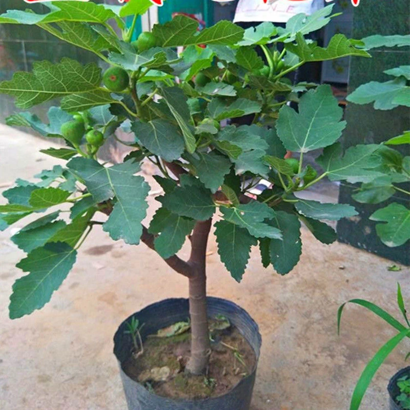 现挖现发绿植盆景【一物一拍】