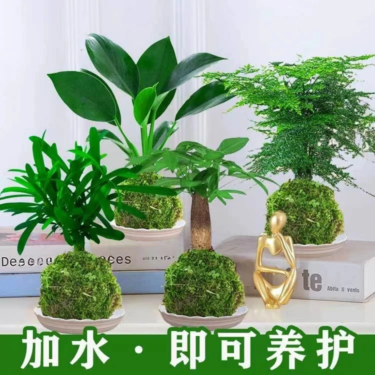 苔藓球植物栀子吉利红组合禅意微观盆景文竹小盆栽养护绿植好养