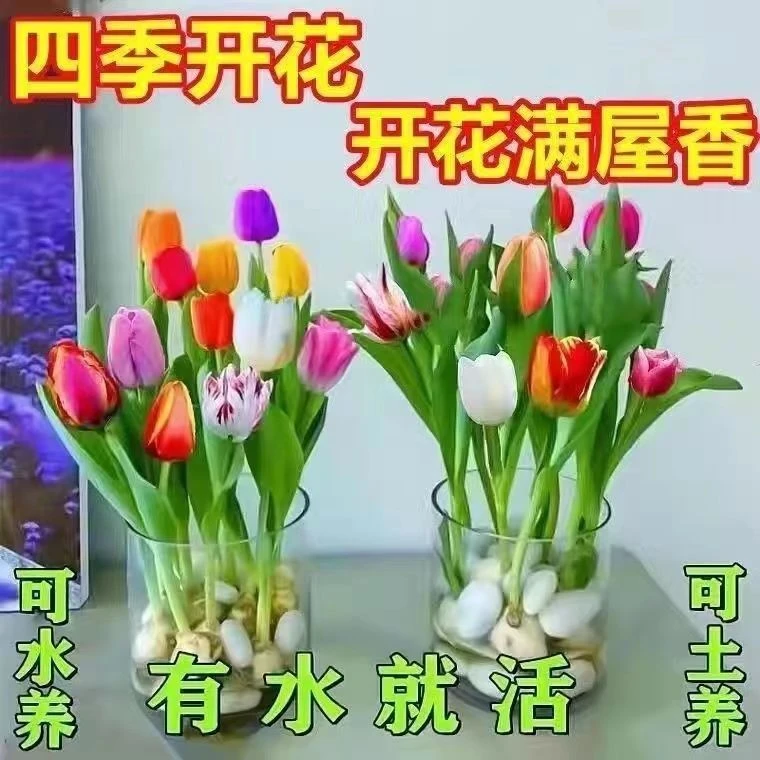郁金香种球水培花卉植物室内花四季开花种子盆栽花苗土培水养鲜花