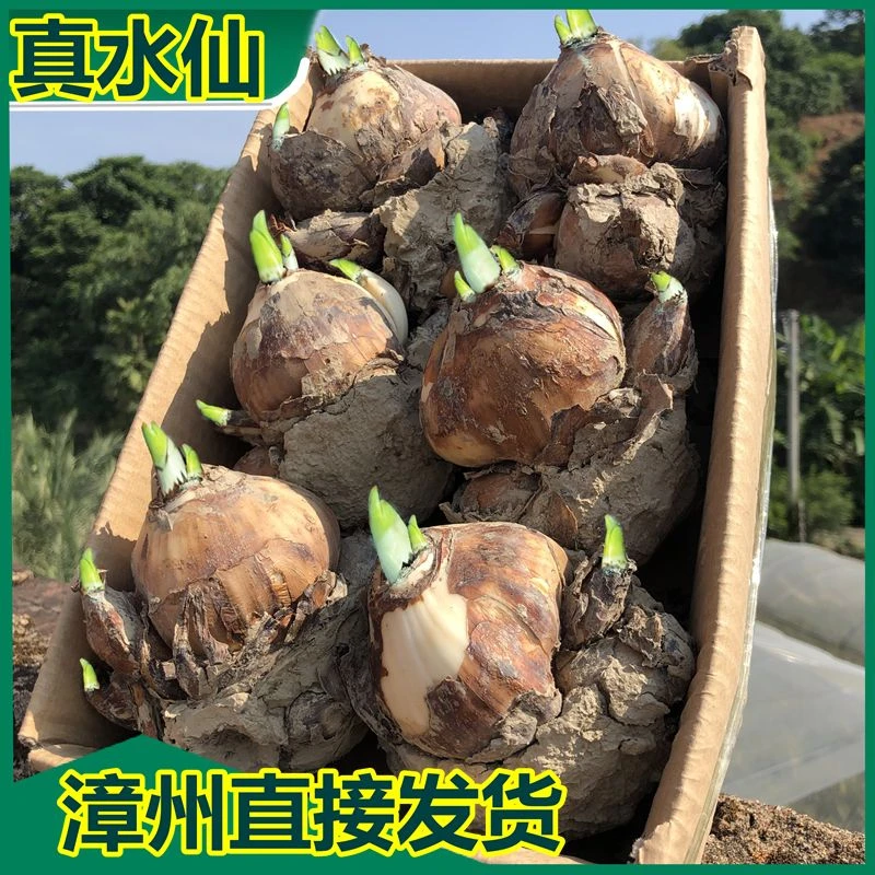 正宗漳州水仙花种球春节开花带香味年货植物庭院水培植物阳台内外