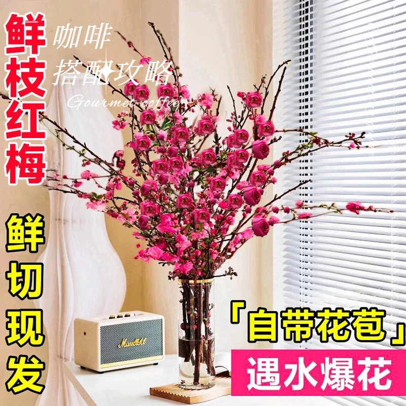 （年宵花卉）水培鲜枝红梅桃花室内水养耐寒好养鲜花枝阳台发芽开