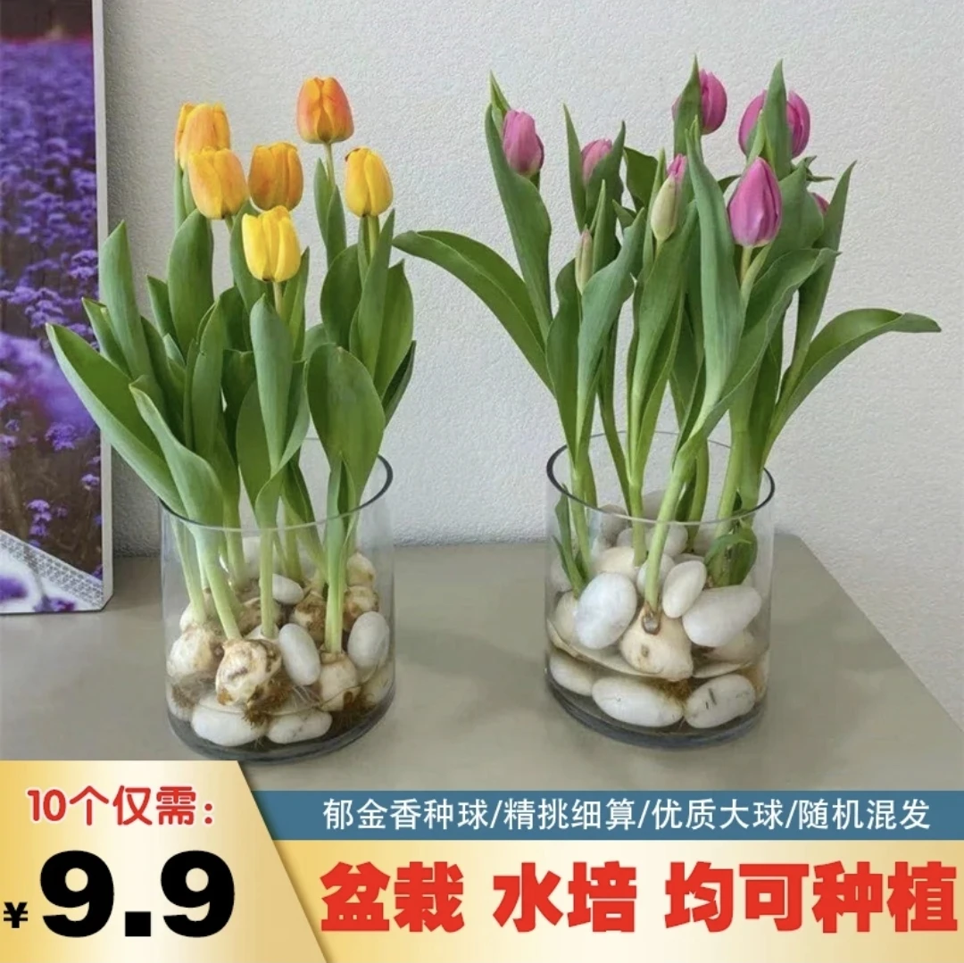 【郁金香种球花开】混色发货 四季开花阳台盆栽植物开春季进口种植