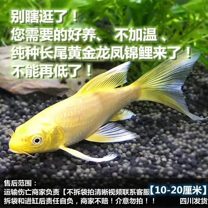 观赏鱼黄金龙凤锦鲤大长尾火凤凰小金色冷水好养招财便宜特价批发