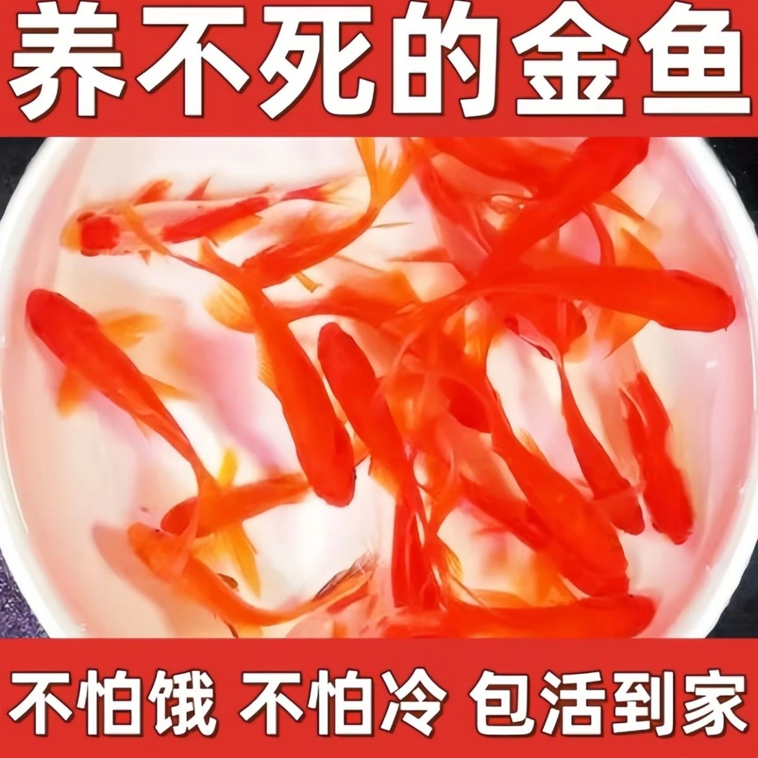 【包活】草金鱼苗养不死锦鲤观赏鱼小金鱼宠物批发耐活好养冷水鱼