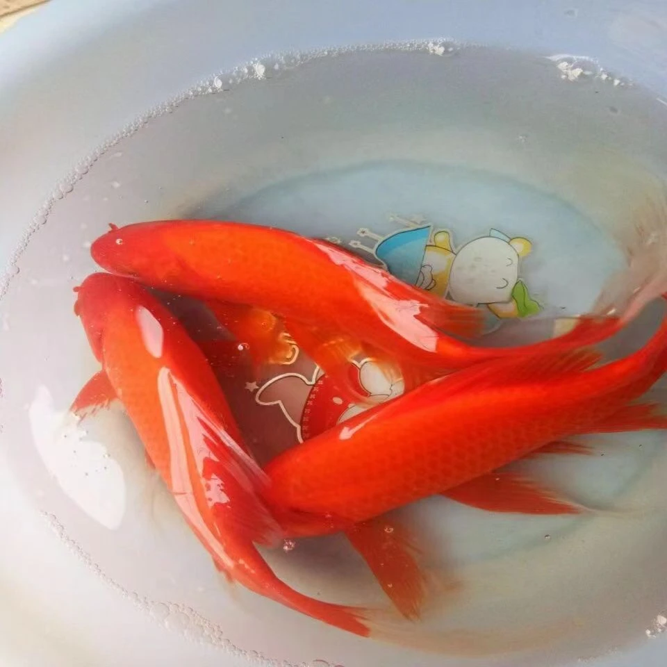 草金鱼活鱼台湾蝴蝶鲤红草金鱼龟食龙鱼锦鲤鱼活鱼小金鱼金鱼批发
