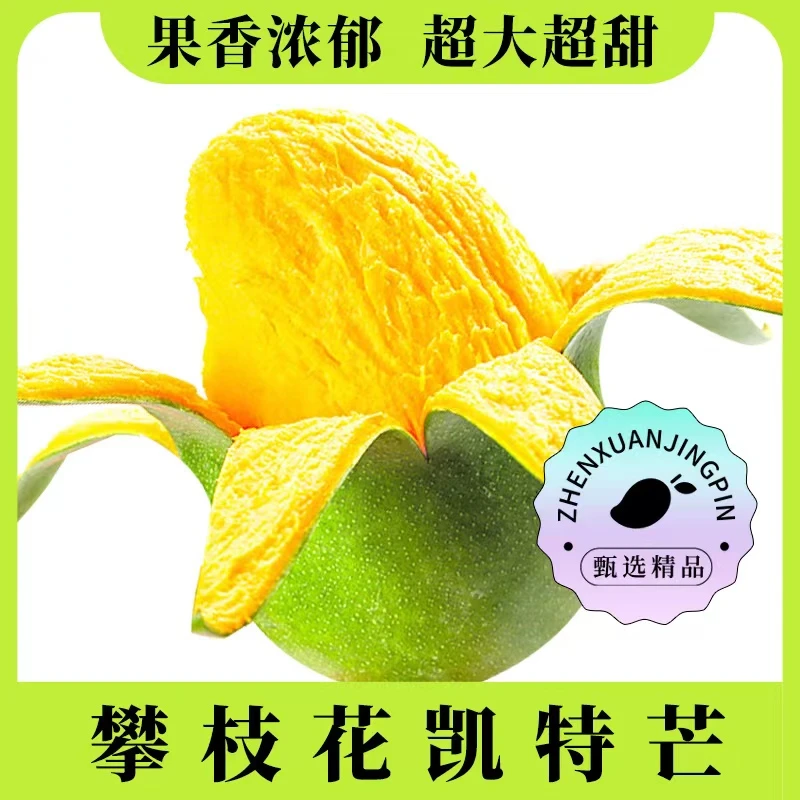 四川攀枝花凯特芒果5斤/8斤礼盒装 Ａ级精品 超大超甜 现摘现发