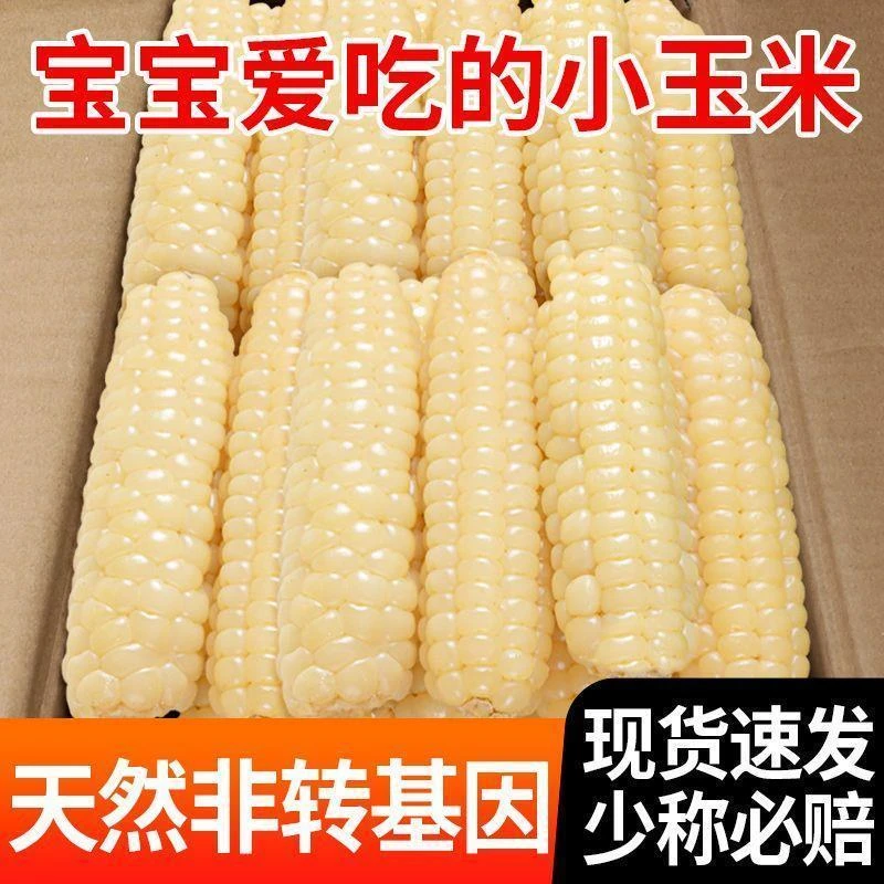 西双版纳非转基因拇指小玉米香糯玉米儿童磨牙解馋宝宝早餐500克