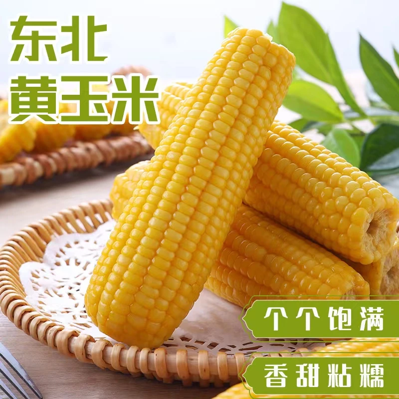 【试吃3根】25年头茬东北黄糯玉米260g*10根香甜软糯