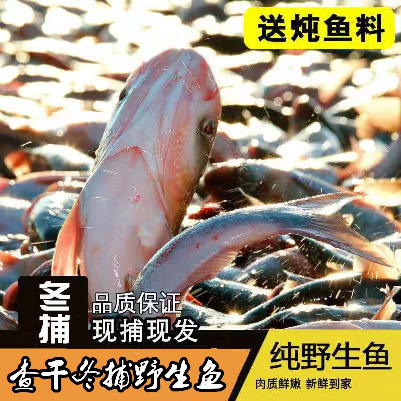 查干淡水湖野生胖头鱼4-30斤整条 礼盒装