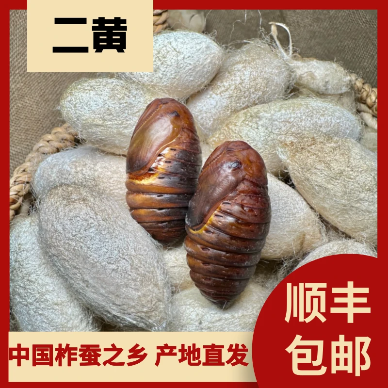 新鲜二黄蛹包邮凤城特产茧蛹蚕蛹高蛋白优质营养柞树蛹东北特产