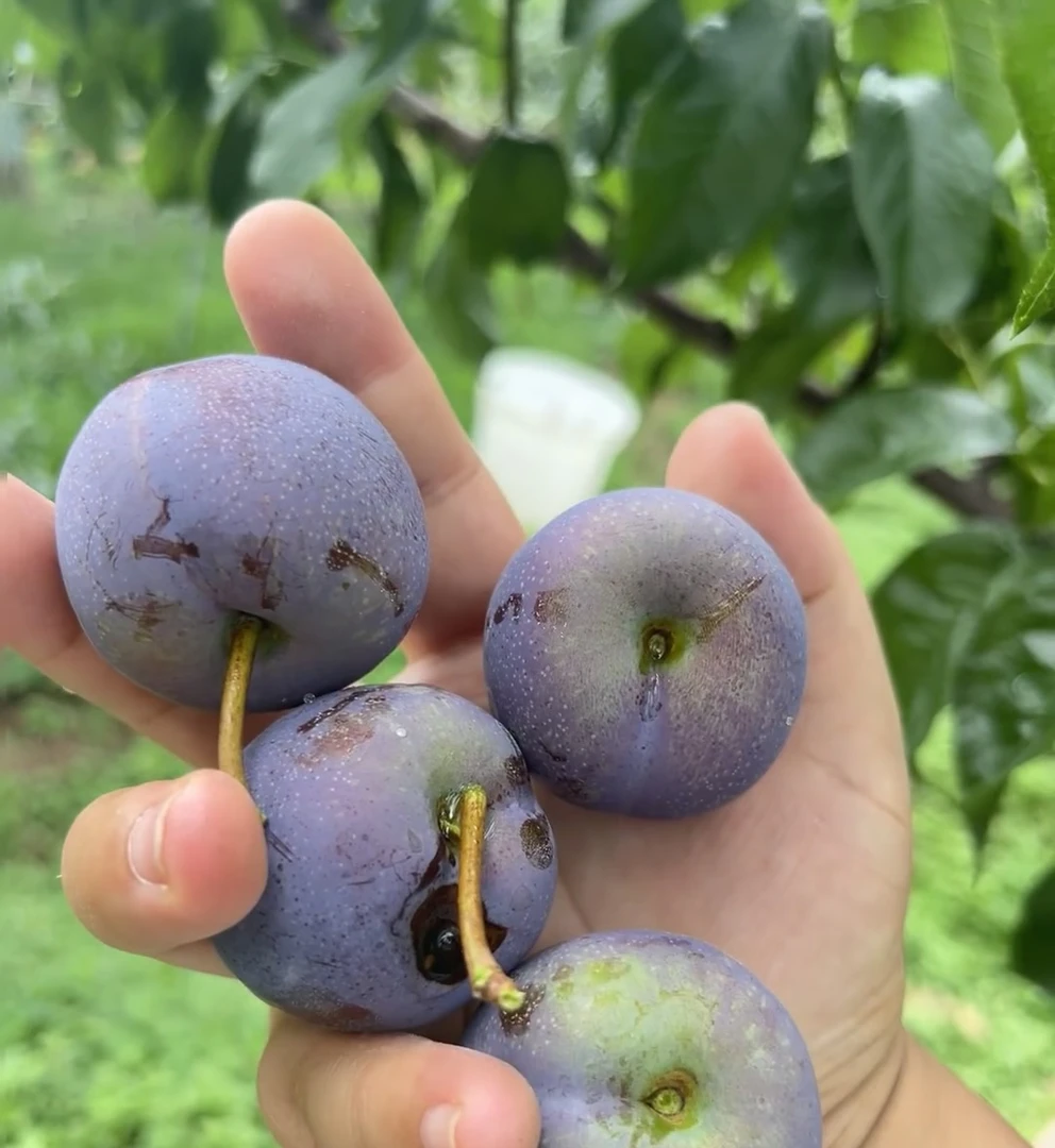 【配送到家】凤凰李一斤
