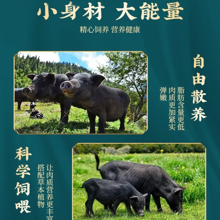 【预订链接】5斤装 生态放养跑山猪藏香猪顺丰空运包邮 生鲜猪肉铺