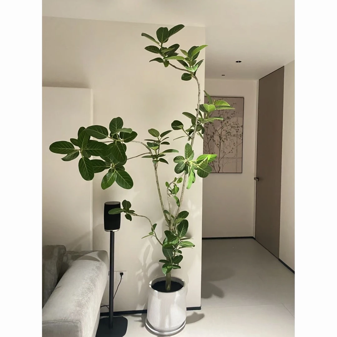 高山榕孟加拉榕好养美观大气客厅酒店办公室居家必备懒人甲醛净化