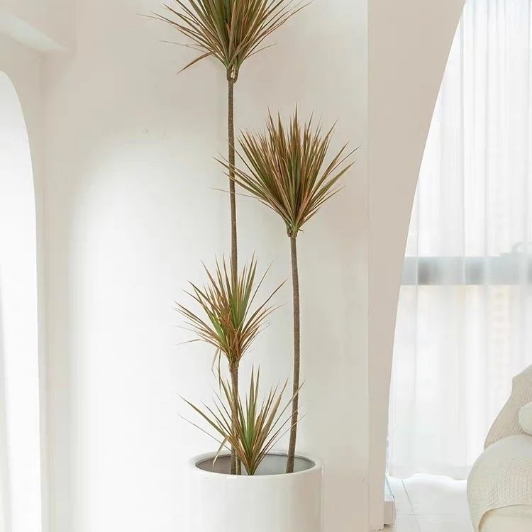 七彩千年木大型室内绿植花卉好看懒人办公室客厅居家必选净化空气