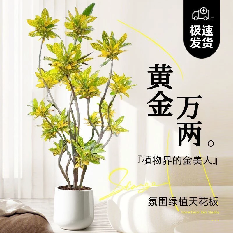 洒金榕大师造型好看懒人绿植办公司客厅酒店居家室内净化空气美化