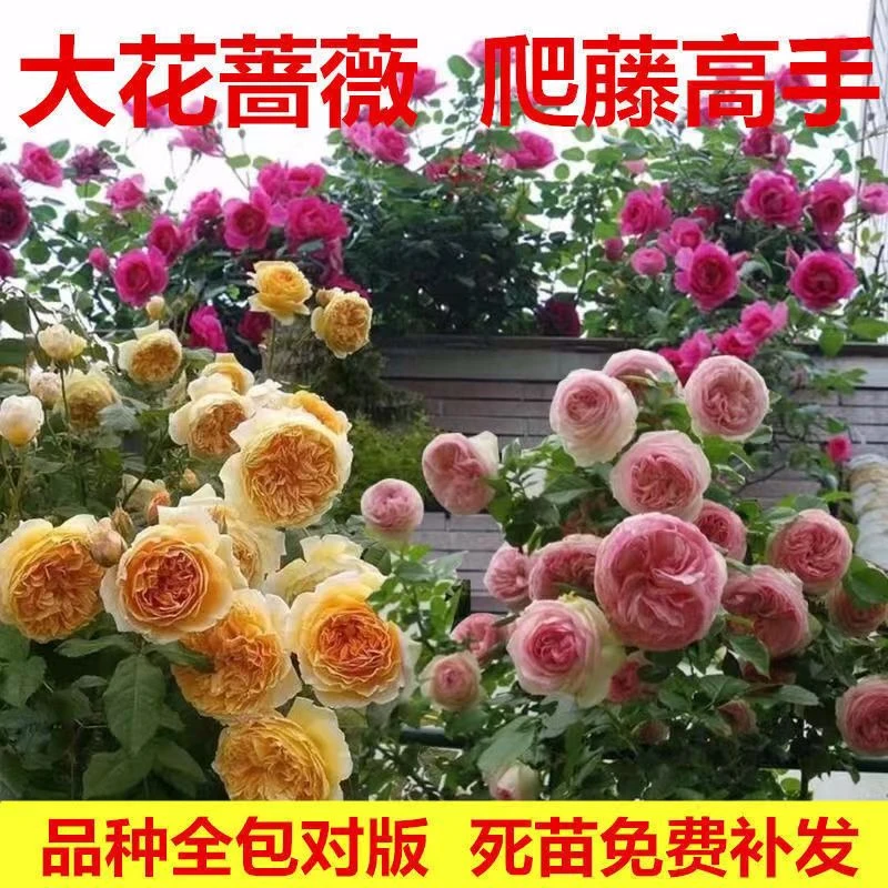 丰花蔷薇爬藤月季耐寒四季开花浓香无刺品种齐全盆栽地栽好养活