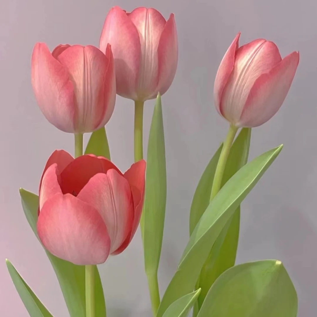 郁金香种球进口水土培种球花种子秋耐寒庭院阳台种植花卉四季开花