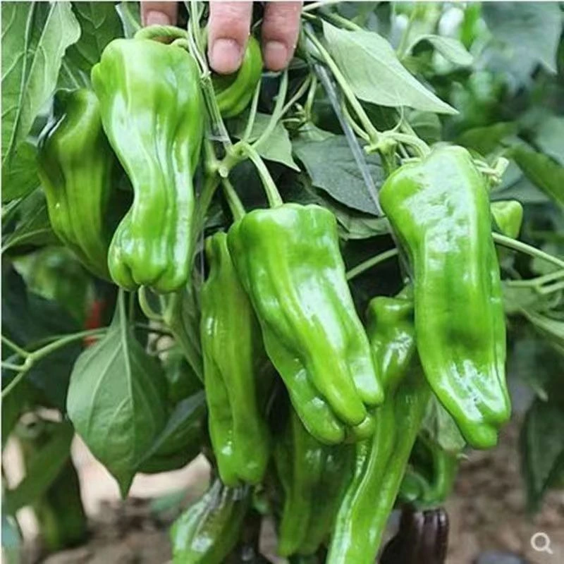 不辣的辣椒苗蔬菜苗薄皮椒苗辣椒苗子秧苗泡椒虎皮麻椒