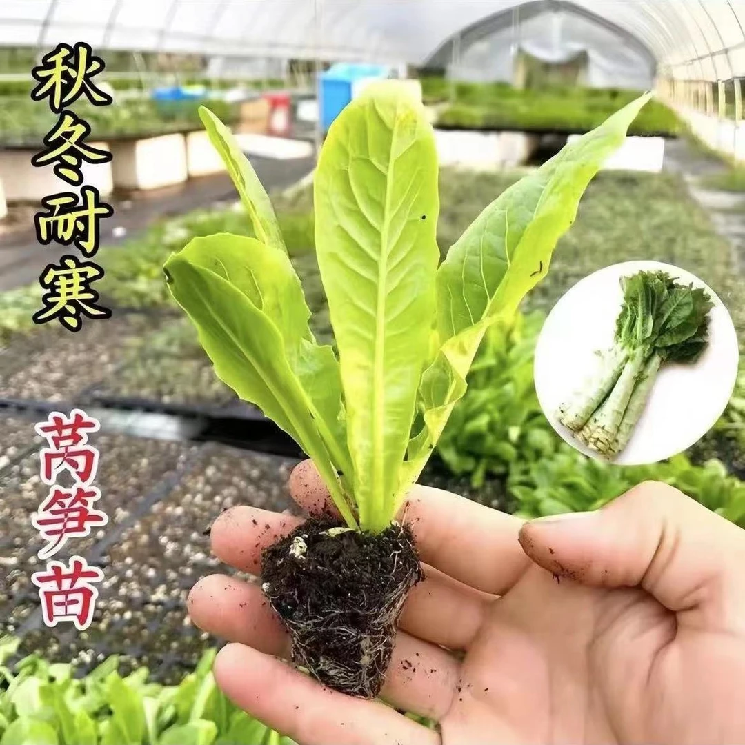 莴笋苗莴苣四季菜苗秋季冬季春季蔬菜青笋子秧苗耐寒抗冻过冬耐热