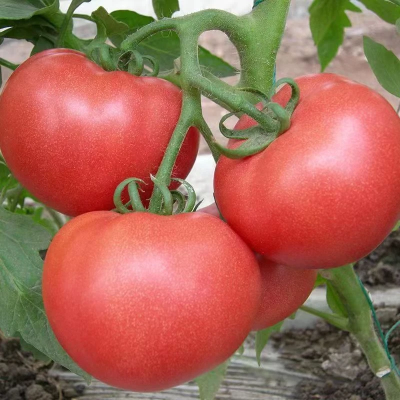 老品种大粉西红柿苗沙瓤番茄大柿子苗