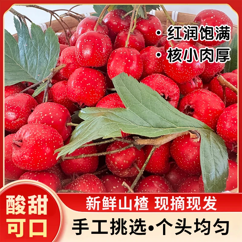 【坏果包赔】水果甜口铁山楂 五分甜五分酸孩子老人都喜欢3/5斤包邮