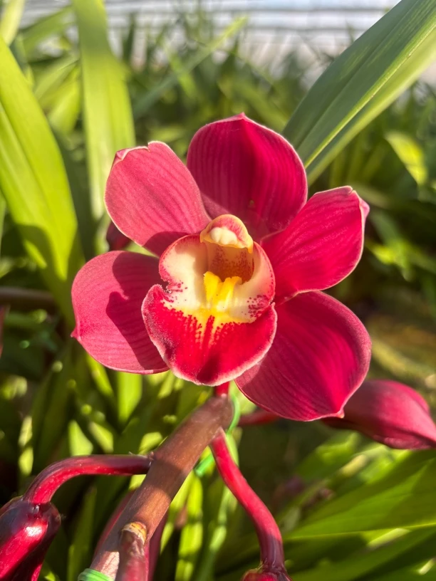 大花惠兰紫兰嵩明基地直发（消苞不售后，介意勿拍）