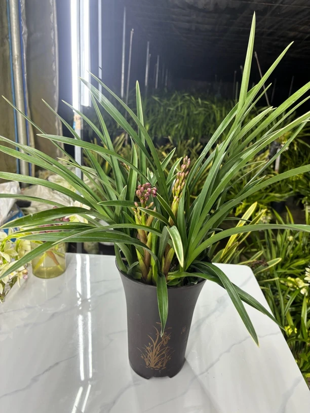 金边红宝石嵩明基地直发（消苞不售后，介意勿拍）