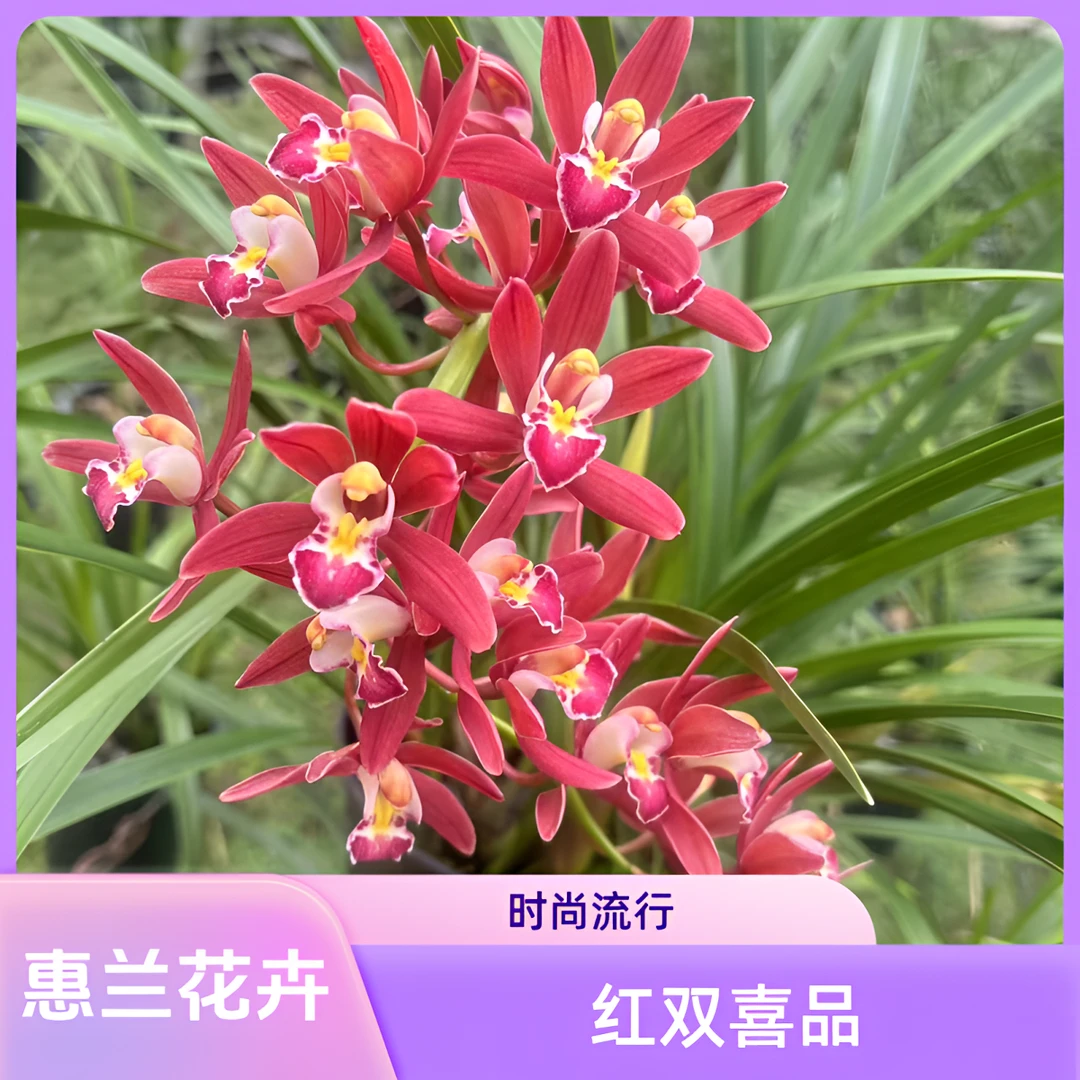 [景兰花卉]大花惠兰红双喜（消苞不售后，介意勿拍）