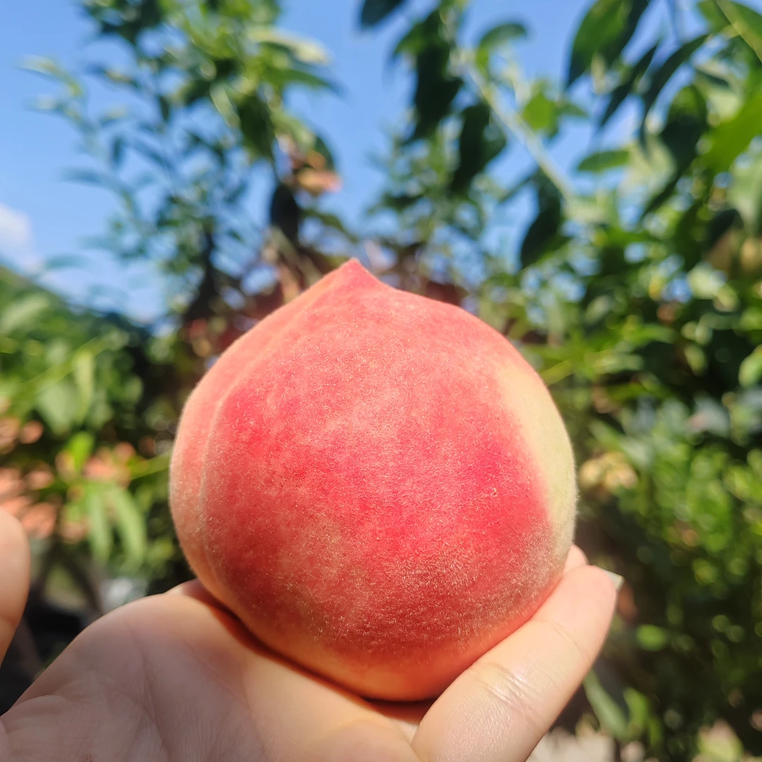 吉林集安秋白桃鹰嘴白桃集安鸡心果集安软枣猕猴桃顺丰包邮