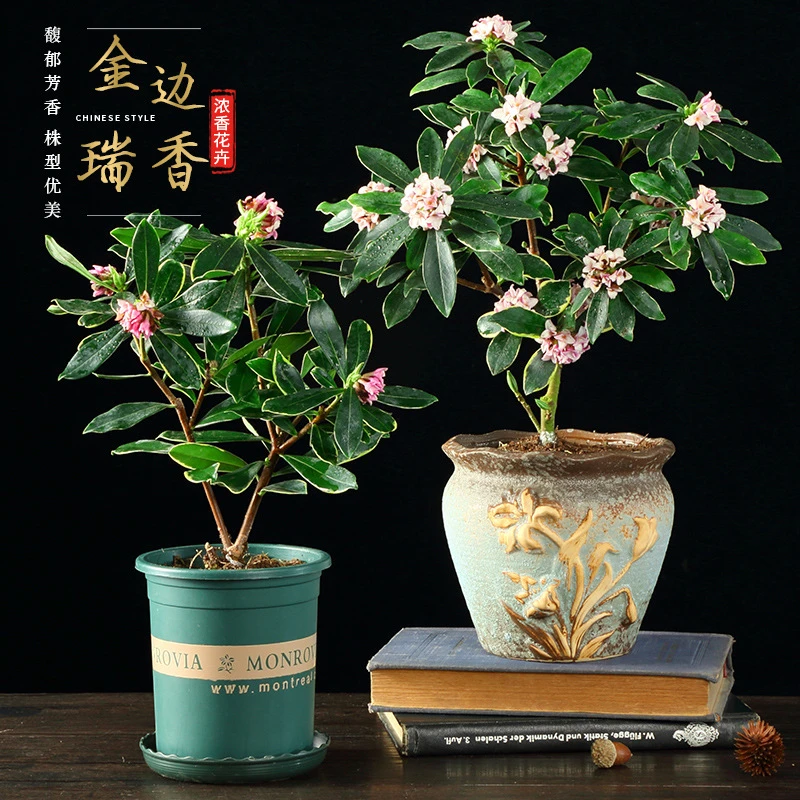 【金边瑞香4年苗限量秒杀】精选观赏客厅室内花好养浓香型冬季耐寒