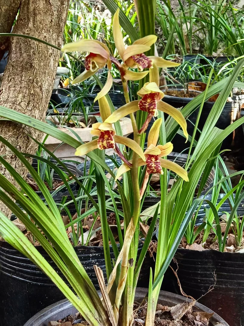 蕙兰九节兰浓香型室内阳台绿植（直播间专用链接 其他人勿下单）