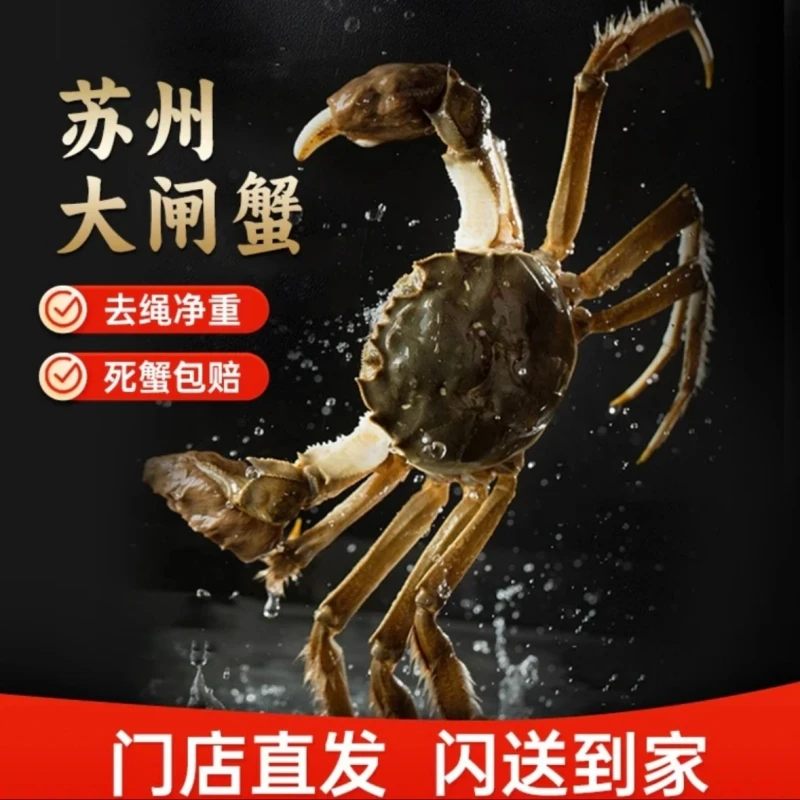 【活蟹】 4.2-4.5两  公蟹*1  精品大闸蟹 现货
