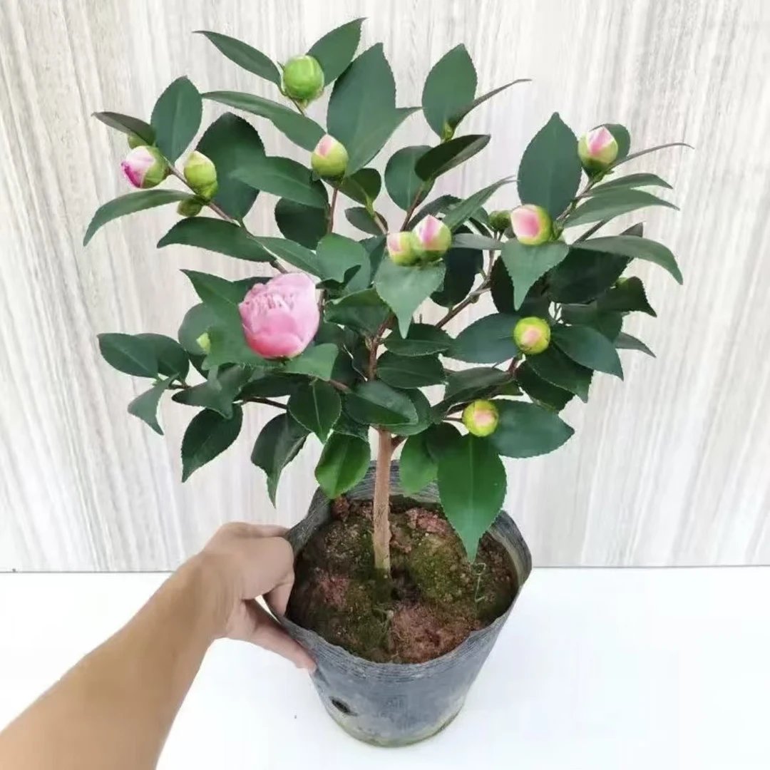 【带花苞】香妃山茶花盆栽树苗烈香浓香型植物四季开花阳台庭院好养